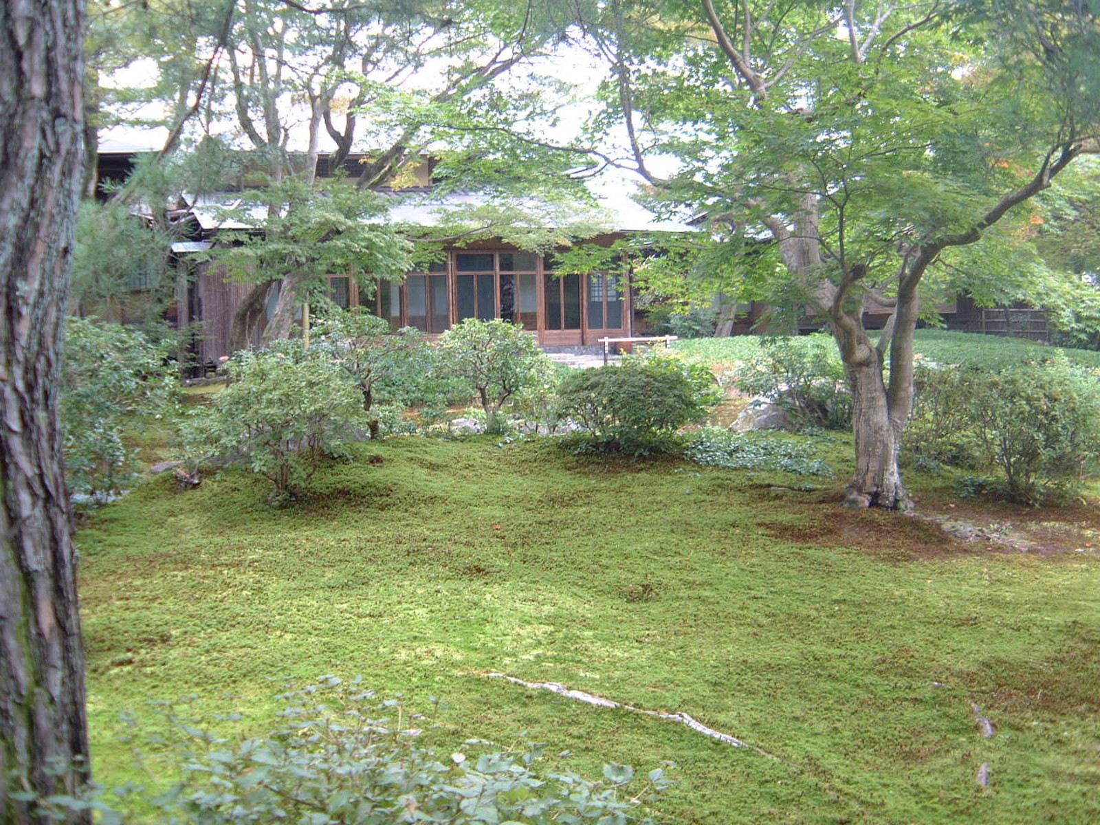 Kyoto Ginkakuji Moss